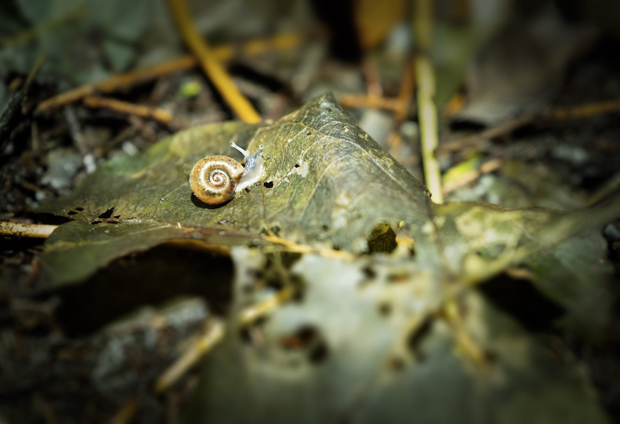 Escargot de Quimper